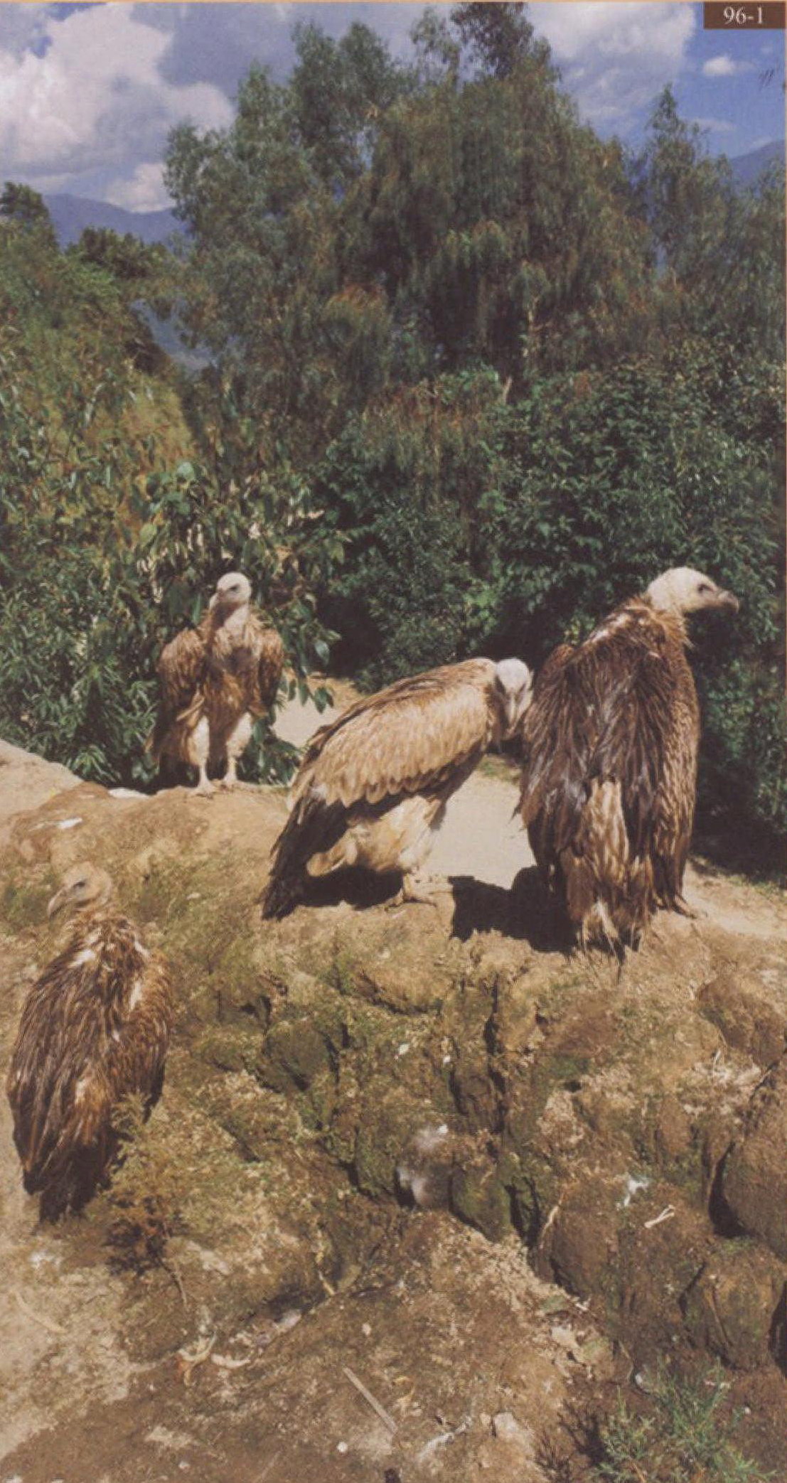 喜马拉雅兀鹫